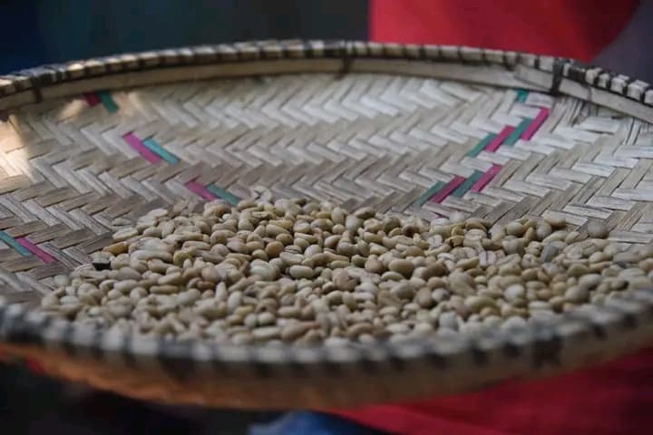 Tanzania green coffee beans in wicker basket specialty micro-lot